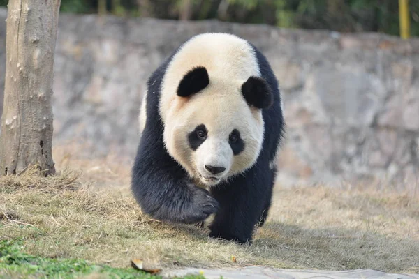 Der Riesenpanda Hua Wandert Dujiangyan Stützpunkt Des Chinesischen Konservierungs Und — Stockfoto