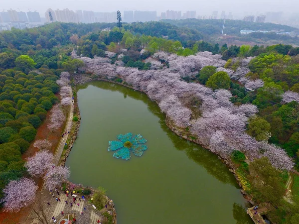 Légifelvétel Cseresznyefák Teljes Virágzás Egy Folyóparton Changsha Város Közép Kínai — Stock Fotó
