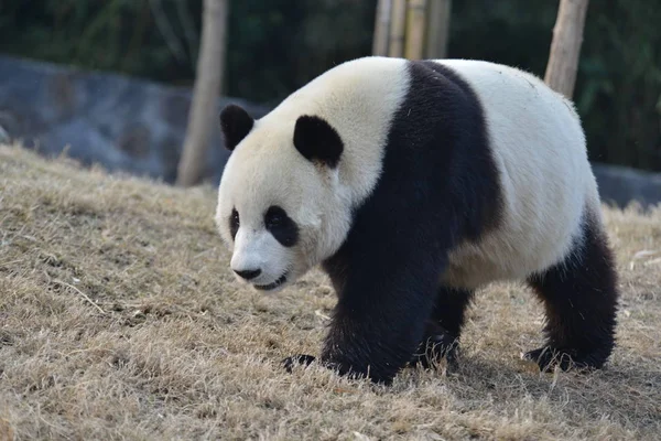 Giant Panda Yuan Xin Wędruje Się Podstawy Dujiangyan Chiny Ochrony — Zdjęcie stockowe