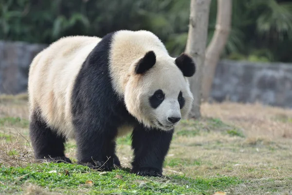 Obří Panda Hua Bloudí Dujiangyanském Úpatí Čínského Centra Pro Ochranu — Stock fotografie