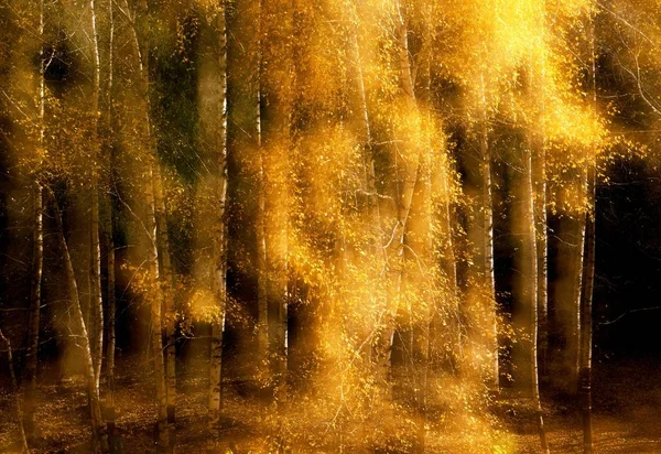 Paysage Une Forêt Bouleaux Dans Comté Autonome Mori Kazakh Préfecture — Photo