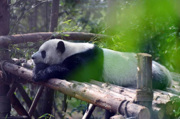 巨大なパンダは成都都市でジャイアントパンダ飼育の木造の研究拠点で木製のスタンドにかかっています 南西部中国四川省 月2016 — ストック写真