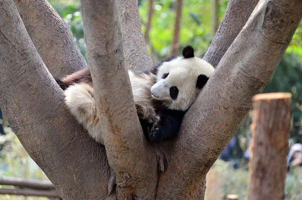 Ein Riesiger Panda Ruht Auf Einem Baum Der Chengdu Forschungsbasis — Stockfoto
