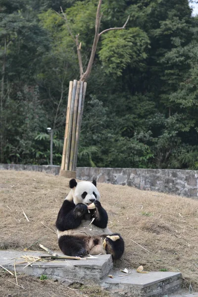 Obří Panda Hua Jedí Bambusové Výhonky Dujiangyanském Úpatí Čínského Ochranného — Stock fotografie