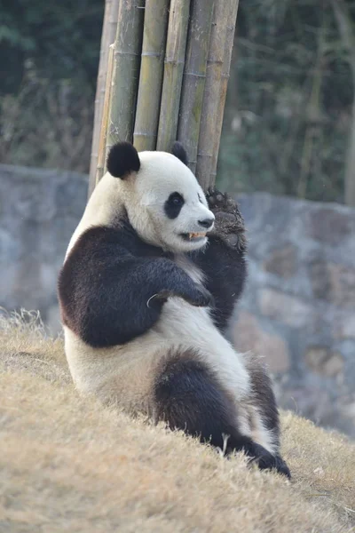 Гігантський Панда Юанів Xin Схиляється Бамбукових Китаї Збереження Науково Дослідницький — стокове фото