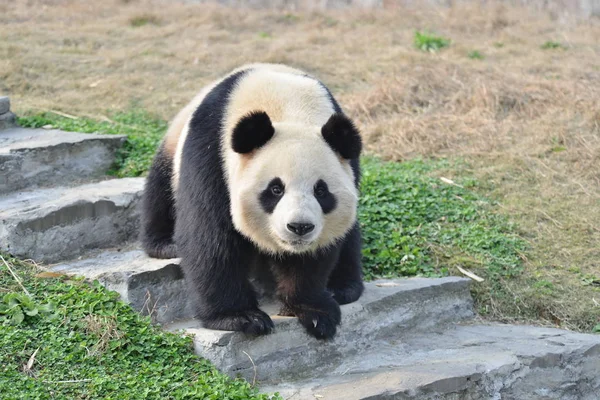 大熊猫华妮在中国西南四川省成都市大熊猫保护研究中心都江堰基地徘徊 2016年3月1日 — 图库照片