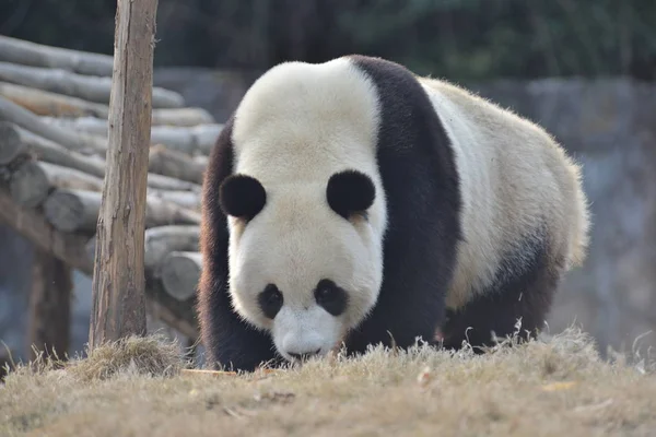 Γίγαντας Panda Hua Περιπλανιέται Στη Βάση Dujiangyan Του Κέντρου Διατήρησης — Φωτογραφία Αρχείου