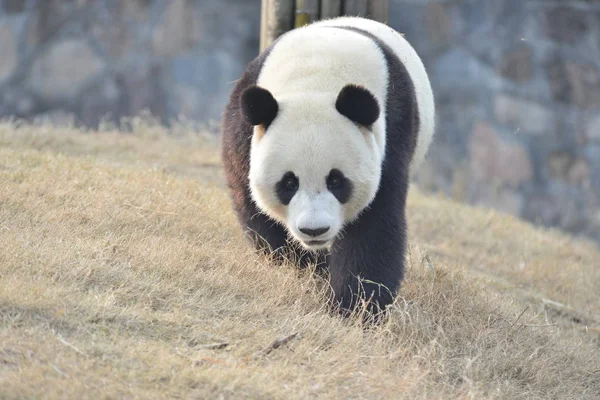 Giant Panda Γιουάν Xin Περιπλανιέται Στο Dujiangyan Βάση Του Κέντρου — Φωτογραφία Αρχείου