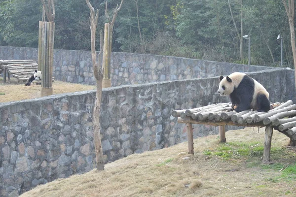 2016年3月1日 中国西南四川省成都市中国大熊猫保护研究中心都江堰基地的大熊猫华妮躺在一个木制的展台上 — 图库照片