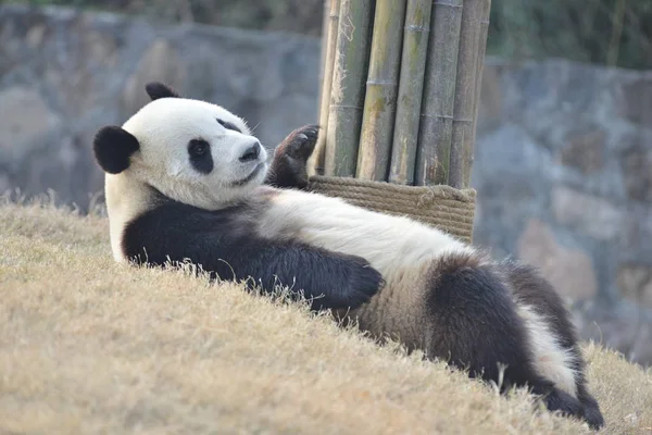 Giant Panda Yuan Xin Rests Dujiangyan Base China Conservation Research — Stock Photo, Image