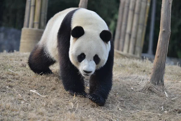 Giant Panda Γιουάν Xin Περιπλανιέται Στο Dujiangyan Βάση Του Κέντρου — Φωτογραφία Αρχείου