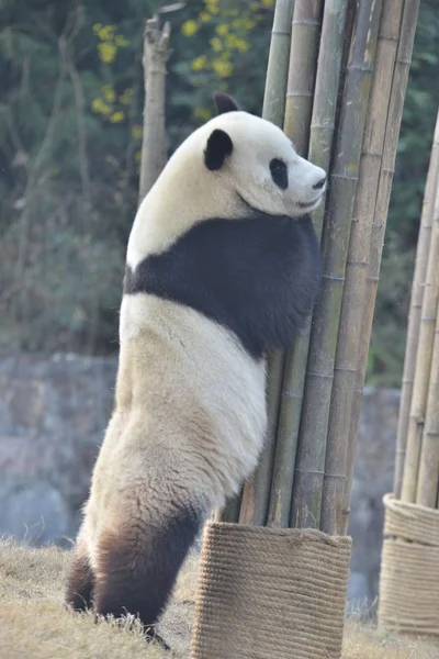 Der Riesenpanda Yuan Xin Stützt Sich Auf Bambus Dujiangyan Stützpunkt — Stockfoto