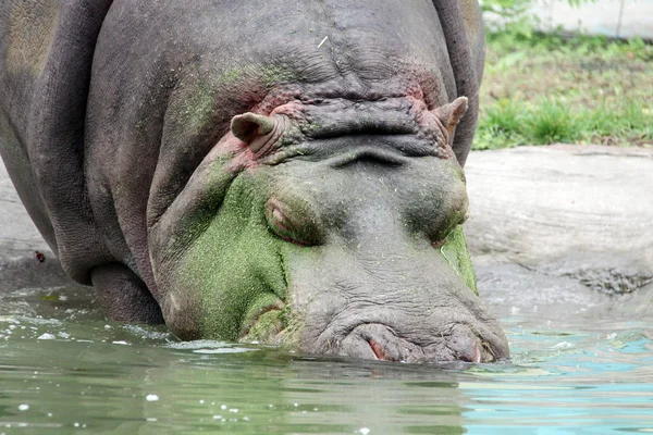 Ein Nilpferd Geht Ins Wasser Bevor Einem Tierpfleger Schwimmt Ihn — Stockfoto