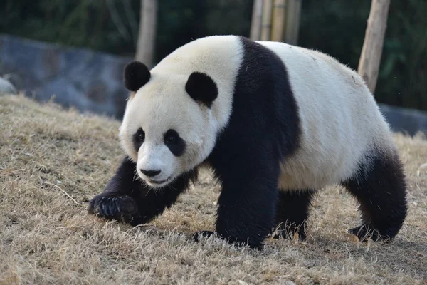 Giant Panda Γιουάν Xin Περιπλανιέται Στο Dujiangyan Βάση Του Κέντρου — Φωτογραφία Αρχείου
