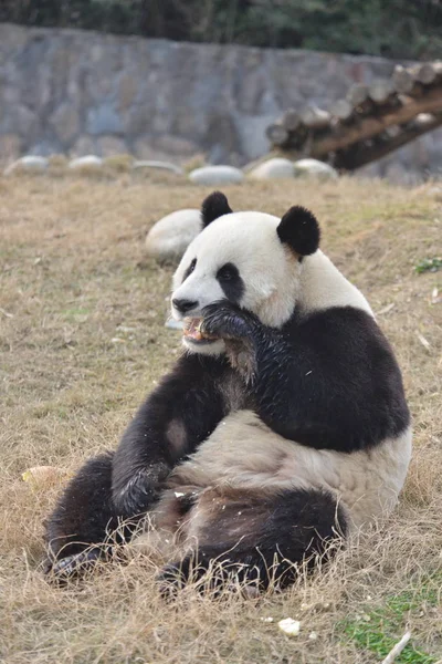Panda Velká Yuan Xin Bambusové Výhonky Základně Dujiangyan Čína Ochranných — Stock fotografie