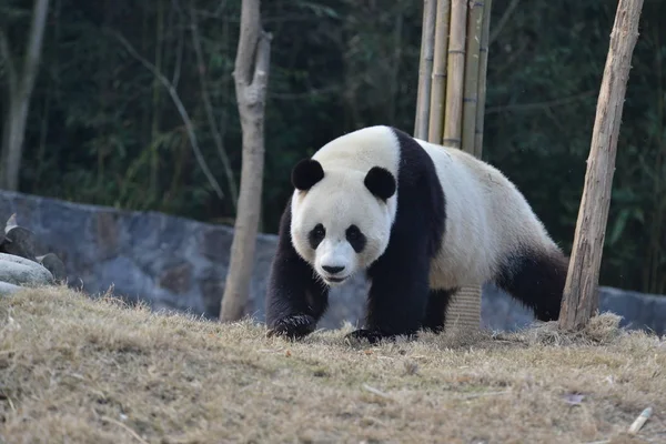 Óriás Panda Jüan Xin Vándorol Kína Megőrzésére Kutatóközpont Dujiangyan Alján — Stock Fotó