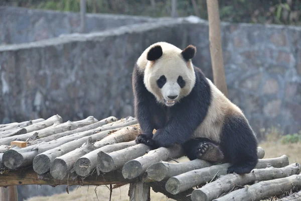 Panda Gigante Hua Repousa Estande Madeira Base Dujiangyan Centro Conservação — Fotografia de Stock