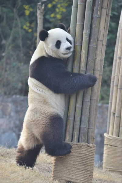 Der Riesenpanda Yuan Xin Stützt Sich Auf Bambus Dujiangyan Stützpunkt — Stockfoto