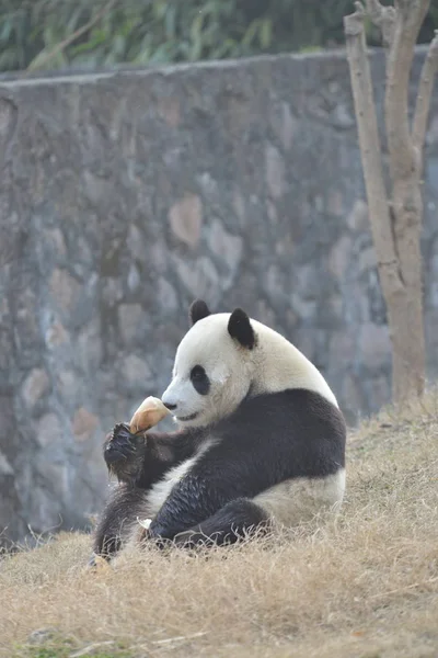 Panda Gigante Yuan Xin Come Brotos Bambu Base Dujiangyan Centro — Fotografia de Stock