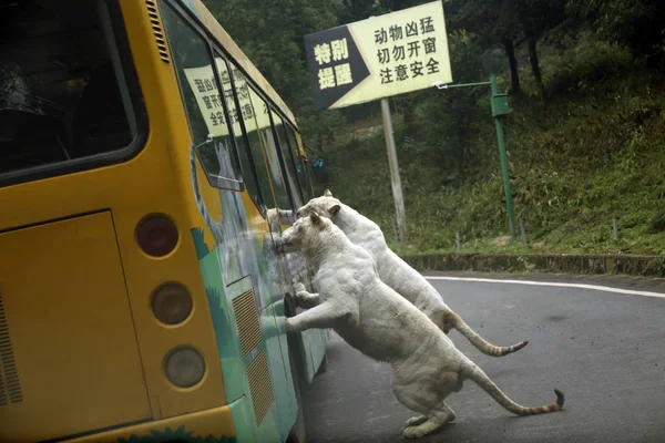 Deux Tigres Blancs Essaient Attraper Nourriture Offerte Par Les Touristes — Photo