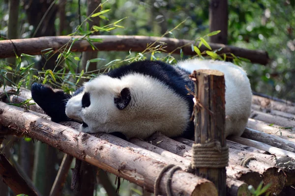 Panda Gigante Descansa Sobre Soporte Madera Base Investigación Chengdu Cría — Foto de Stock