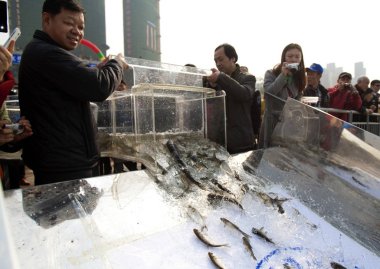 Fishes are being released into the Yangtze River in Yichang city, central China's Hubei province, 1 March 2016 clipart