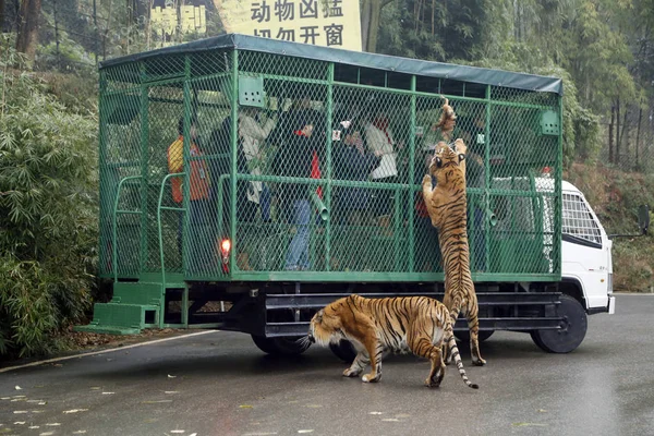 Tigre Trata Agarrar Pollo Vivo Ofrecido Por Los Turistas Dentro —  Fotos de Stock