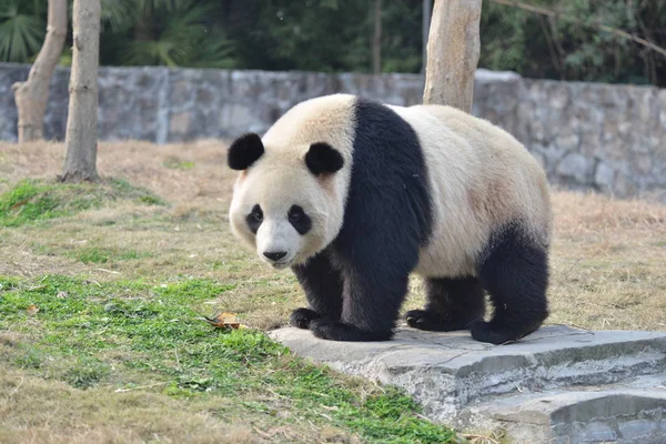 大熊猫华妮在中国西南四川省成都市大熊猫保护研究中心都江堰基地徘徊 2016年3月1日 — 图库照片