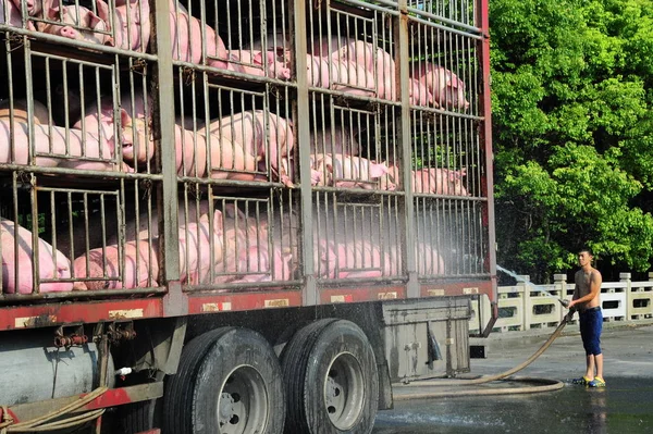 드라이버를 동쪽으로 중국의 2016에 트럭에 돼지에 스프레이 — 스톡 사진