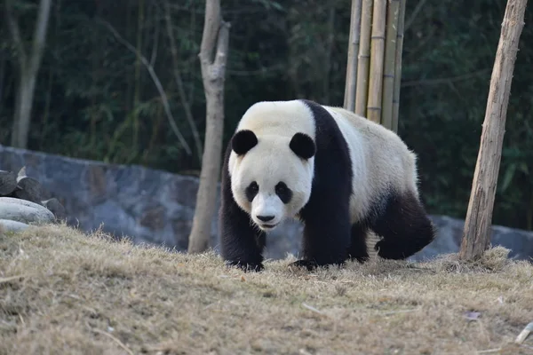 Panda Velká Yuan Xin Putuje Základně Dujiangyan Čína Ochranných Výzkumné — Stock fotografie