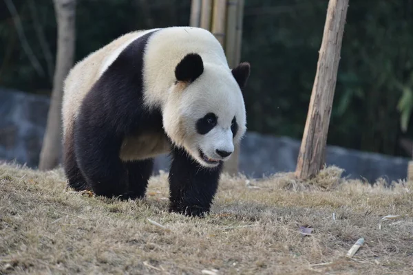 Panda Velká Yuan Xin Putuje Základně Dujiangyan Čína Ochranných Výzkumné — Stock fotografie