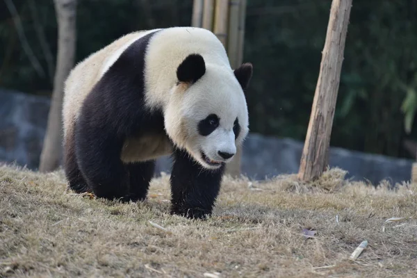 Giant Panda Γιουάν Xin Περιπλανιέται Στο Dujiangyan Βάση Του Κέντρου — Φωτογραφία Αρχείου