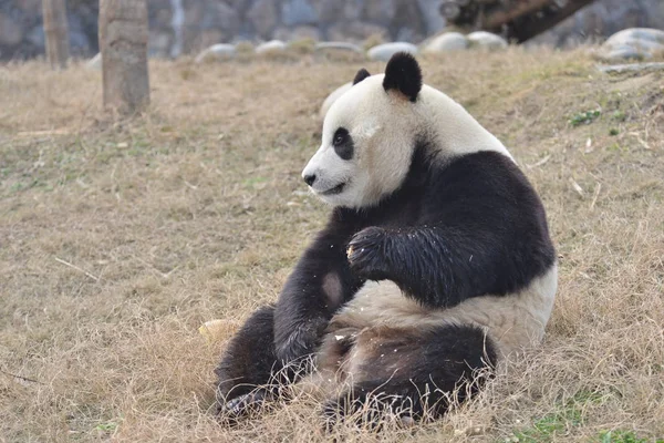 Riesenpanda Yuan Xin Frisst Bambussprossen Dujiangyan Stützpunkt Des Chinesischen Erhaltungs — Stockfoto