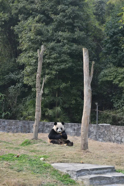Panda Gigante Hua Come Brotos Bambu Base Dujiangyan Centro Conservação — Fotografia de Stock