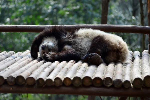巨大なパンダは成都都市でジャイアントパンダ飼育の木造の研究拠点で木製のスタンドにかかっています 南西部中国四川省 月2016 — ストック写真