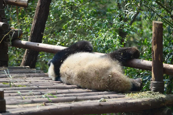 Panda Gigante Repousa Estande Madeira Base Pesquisa Criação Panda Gigante — Fotografia de Stock