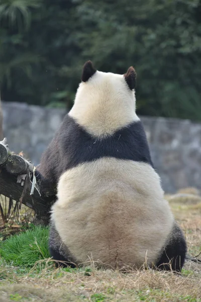Γιγαντιαίο Panda Hua Βρίσκεται Στη Βάση Dujiangyan Του Κέντρου Διατήρησης — Φωτογραφία Αρχείου