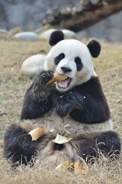 Panda Gigante Yuan Xin Come Brotos Bambu Base Dujiangyan Centro — Fotografia de Stock