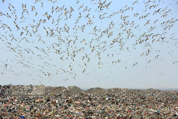 Milhares Gaivotas Pairam Sobre Aterro Sanitário Para Procurar Comida Cidade — Fotografia de Stock