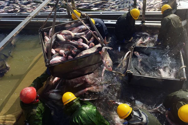 Pescadores Chinos Cosechan Peces Criados Lago Del Este Durante Temporada — Foto de Stock