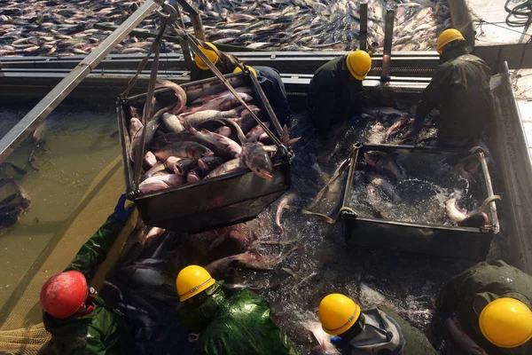 Pescatori Cinesi Raccolgono Pesci Allevati Nel Lago Orientale Durante Stagione — Foto Stock