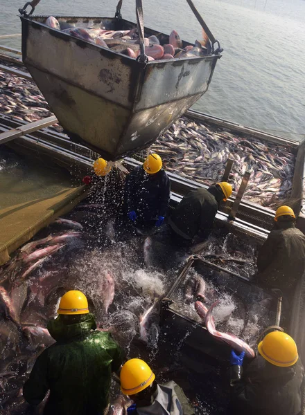 Pescadores Chinos Cosechan Peces Criados Lago Del Este Durante Temporada — Foto de Stock