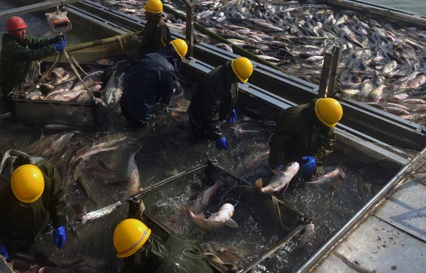Китайские Рыбаки Собирают Рыбу Восточном Озере Время Зимнего Рыболовного Сезона — стоковое фото