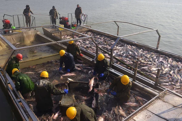 Kínai Fishmen Hal Lehalászás Tenyésztik Kelet Halászati Téli Szezonban Huoqiu — Stock Fotó