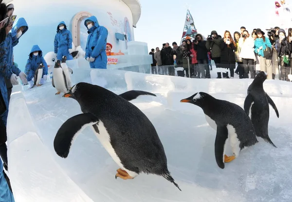 Pinguins Desfrutar Passeio Deslizamento Gelo Tempo Frio Terra Polar Harbin — Fotografia de Stock