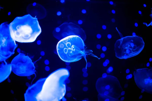 Jellyfish Pictured Shanghai Ocean Aquarium Pudong Shanghai China January 2016 — Stock Photo, Image