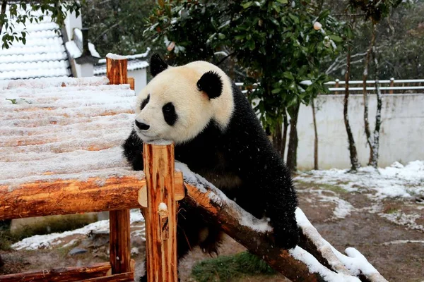 在中国东部安徽省黄山市秀宁县黄山熊猫生态乐园的雪中的木架上 一只大熊猫在木架上玩耍 — 图库照片