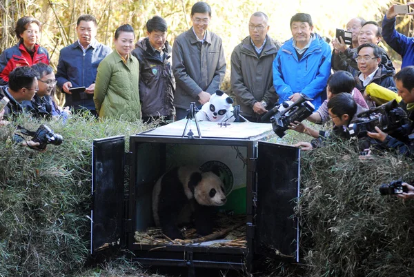 Panda Gigante Femenino Hua Jiao Prepara Para Salir Jaula Mientras — Foto de Stock
