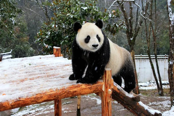 Egy Óriás Panda Szórakoztató Egy Állni Hóban Huangshan Panda Ökológiai — Stock Fotó