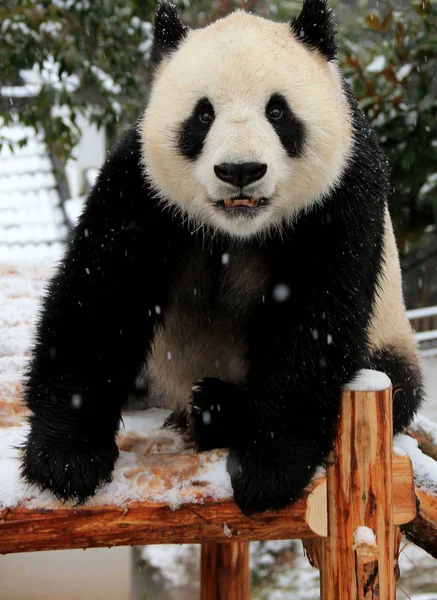 在中国东部安徽省黄山市秀宁县黄山熊猫生态乐园的雪中的木架上 一只大熊猫在木架上玩耍 — 图库照片